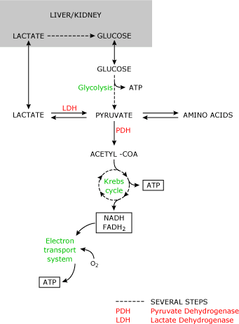 incr-bloo-lac-levels-fig2