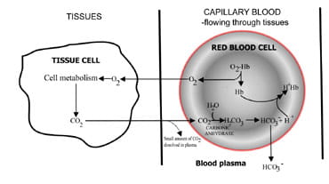 Chemistry of buffers and buffers in our blood (article)
