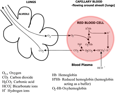 Hemoglobin Conversion Chart