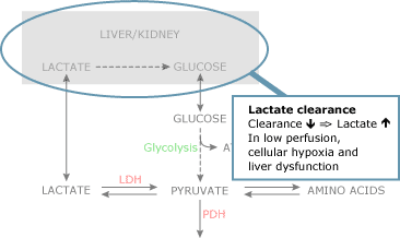 incr-bloo-lac-levels-fig2d