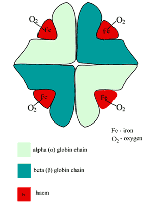 Hemoglobin Conversion Chart