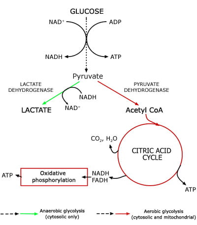 Lactate And Lactic Acidosis