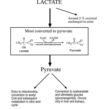 Lactate and lactic acidosis